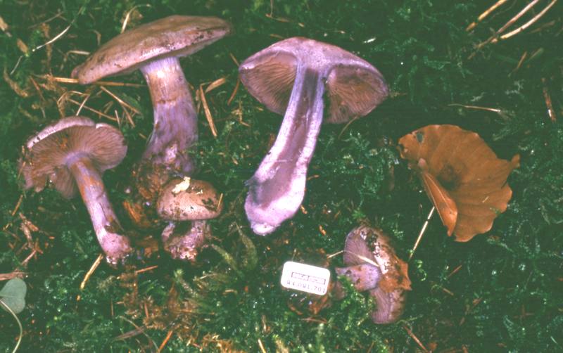 Un nuovo Phlegmacium